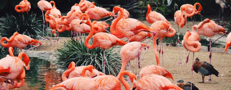 zoo auvergne