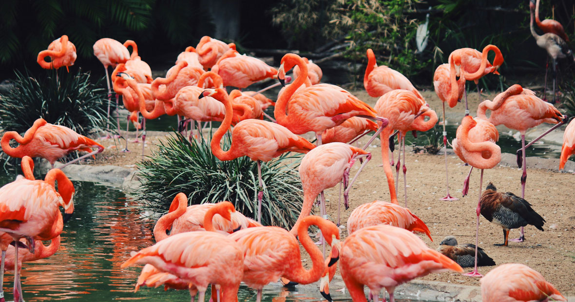 zoo auvergne